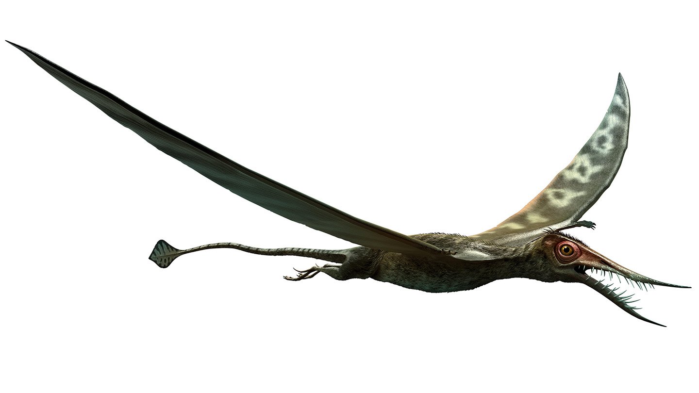 drawing of pterosaur species