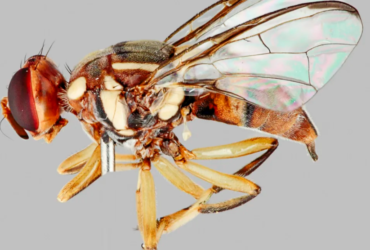 Destructive fruit fly found in Sth Auckland trap