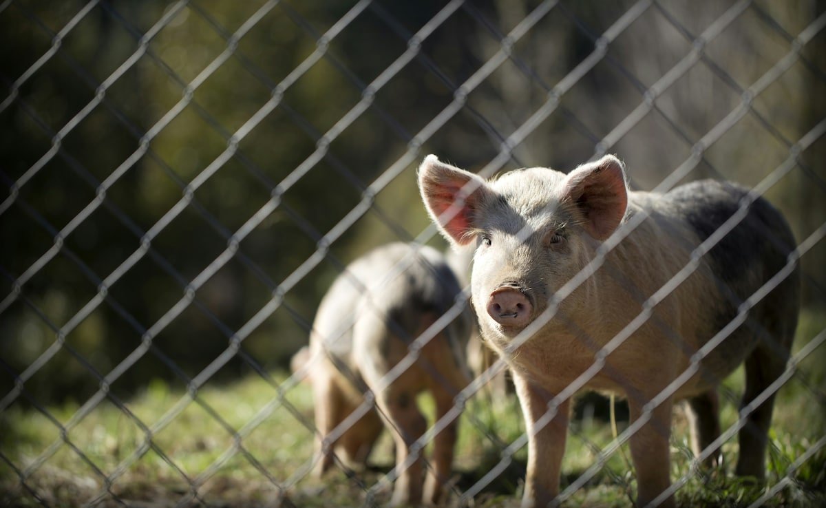 Flight Attendant Quits Job, Starts Pig Farming, Earns Rs 24 Lakh In 2 Months