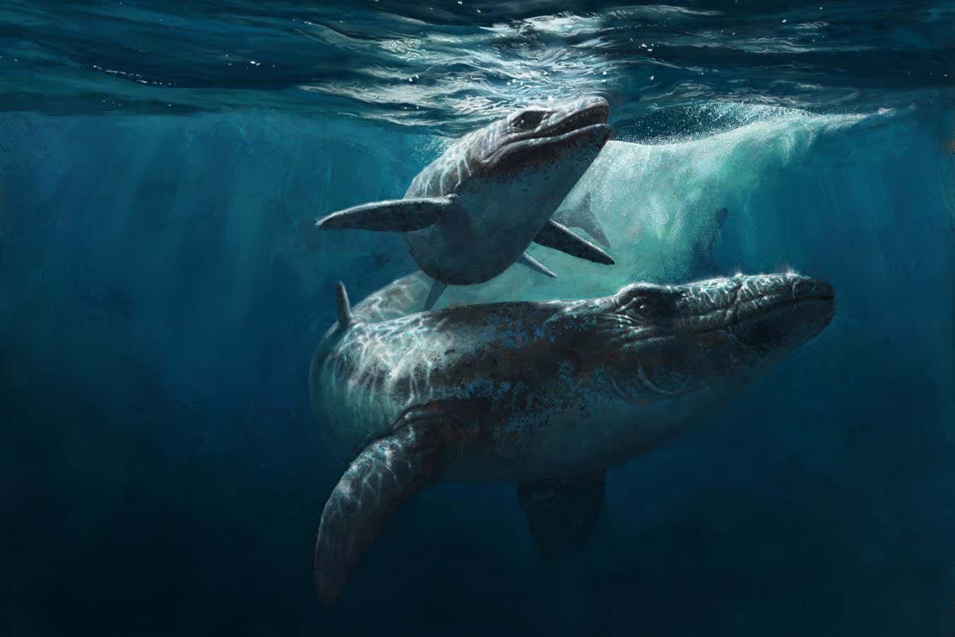 Fossil claimed to be new species of mosasaur is suspected forgery