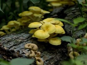 Golden oyster mushrooms may stave off signs of ageing