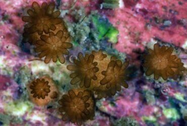 Gorgeous images capture coral breeding breakthrough