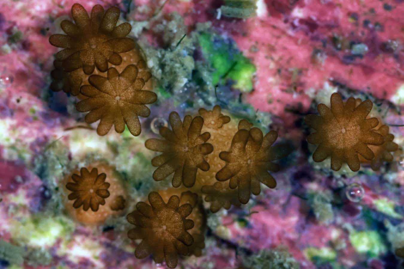 Gorgeous images capture coral breeding breakthrough