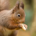 A bushy red squirrel nibbles on a peanut.