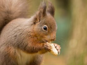 A bushy red squirrel nibbles on a peanut.