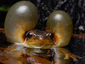 A Surinam golden-eyed tree frog puffs out its cheeks to look like giant bubbles as it prepares to call for a mate.