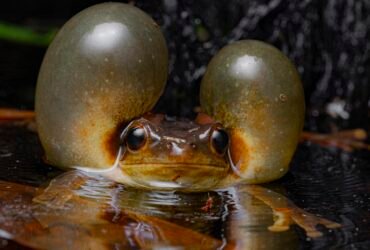 A Surinam golden-eyed tree frog puffs out its cheeks to look like giant bubbles as it prepares to call for a mate.