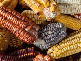 A closeup of multiple overlapping ears of maize, each a different color