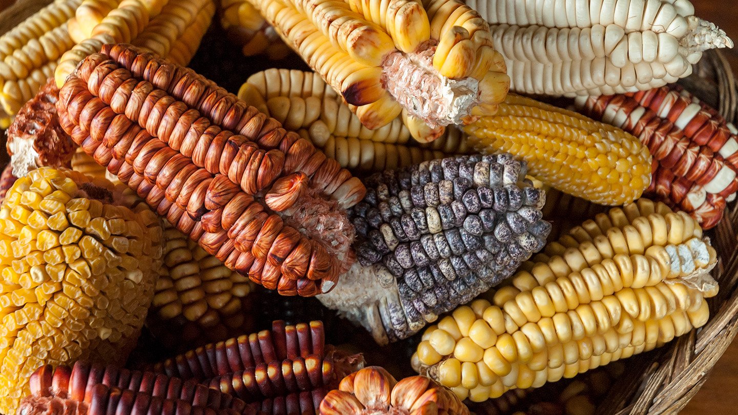 A closeup of multiple overlapping ears of maize, each a different color