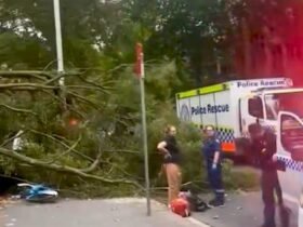 Huge tree falls on people in central Sydney