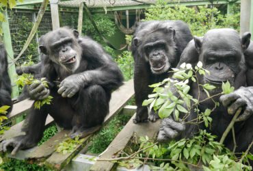 Three chimpanzees are shown huddled around greenery in a Japanese sanctuary