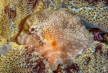 a patterned fish camouflages itself against some coral