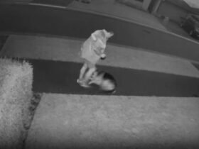 Investigation launched after security camera captures man's violent attack on dog