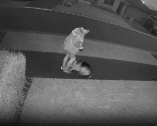 Investigation launched after security camera captures man's violent attack on dog