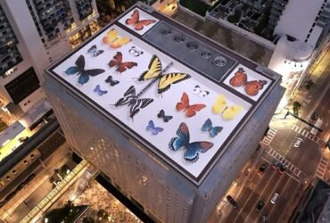 an aerial view of a giant rooftop mural of realistic butterflies arranged as if in a specimen case