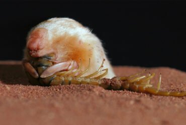 A marsupial mole, that looks all golden hair and button nose, munches on a centipede.
