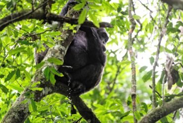 Peeing Is Contagious among Chimps