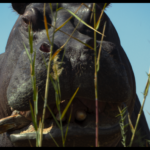 Pepe imagines a hippo's perspective on life