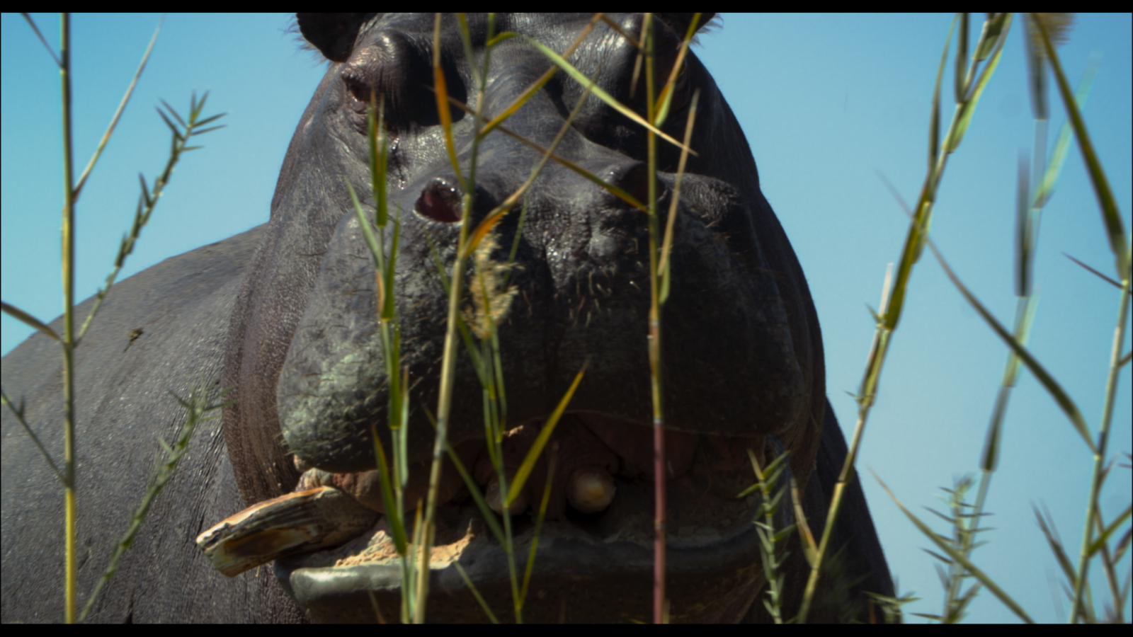 Pepe imagines a hippo's perspective on life