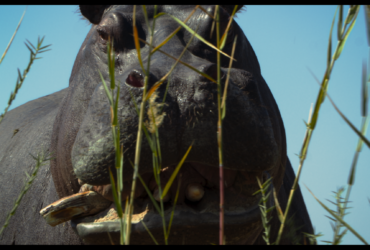 Pepe imagines a hippo's perspective on life