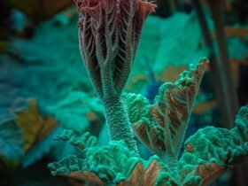 a photograph of giant rhubarb with a light emitting from the center of a leaf, in a pink and teal hue