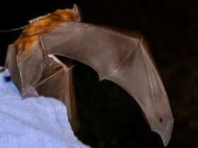 Storm-Surfing Bats Seen Using The Weather to Cover Astonishing Distances : ScienceAlert