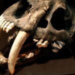 Study Reveals Why Saber Teeth Evolved Repeatedly in Prehistoric Predators : ScienceAlert