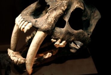 Study Reveals Why Saber Teeth Evolved Repeatedly in Prehistoric Predators : ScienceAlert