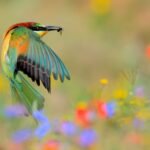 A European bee-eater in mid-flight with an insect in its beak