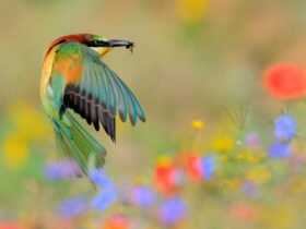 A European bee-eater in mid-flight with an insect in its beak