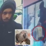 Thief caught on camera that wipes $ 7k parrot from NJ Shop.