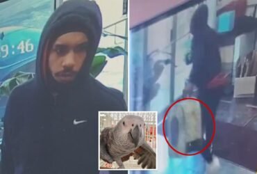 Thief caught on camera that wipes $ 7k parrot from NJ Shop.