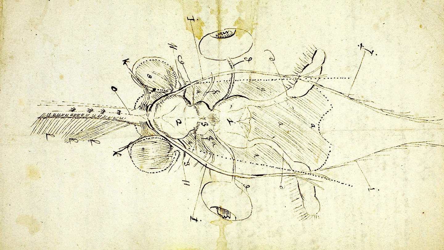 A sepia-toned hand drawing of a bee