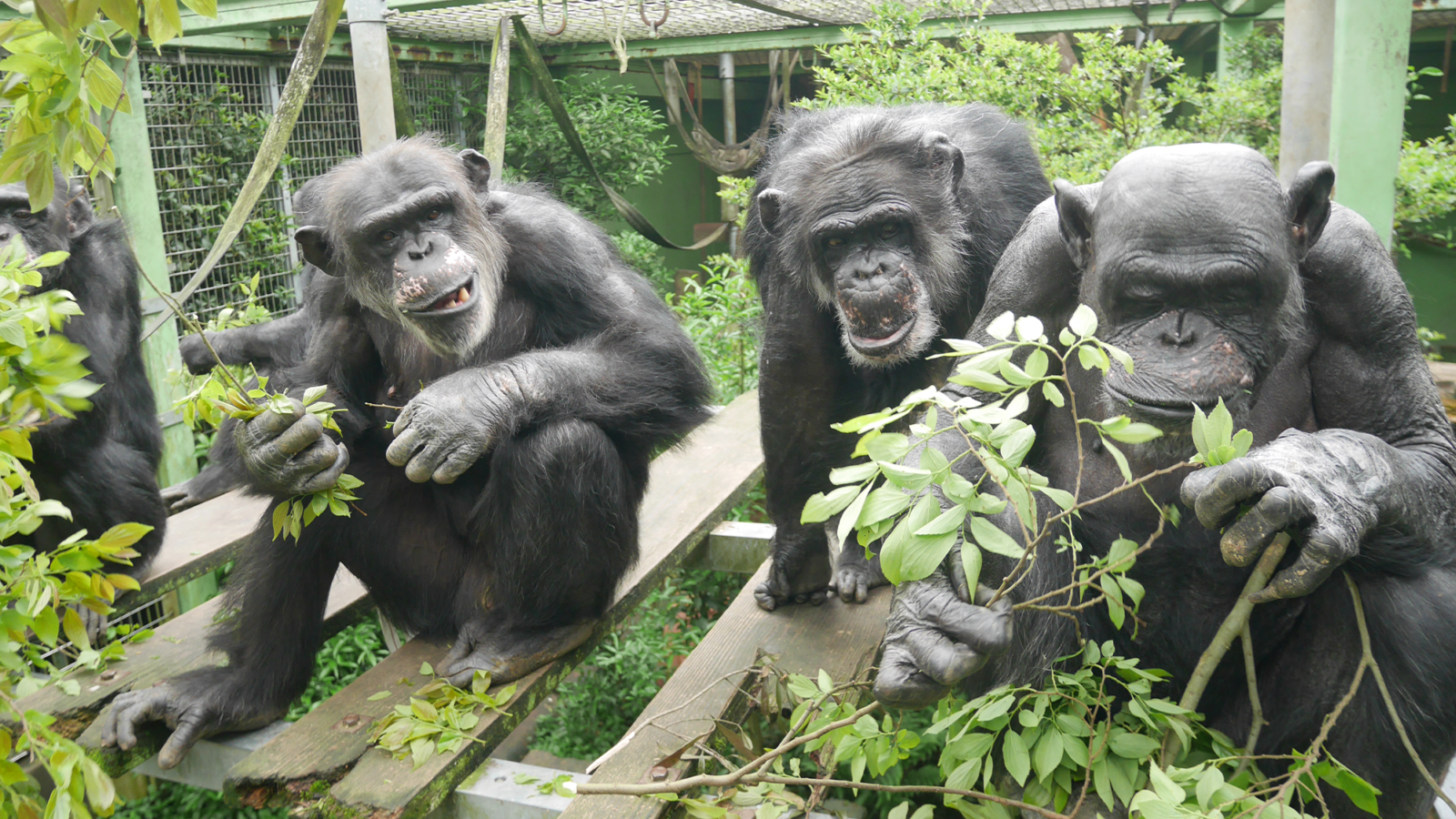 Urination is contagious to chimpanzees