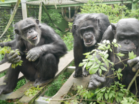 Urination is contagious to chimpanzees