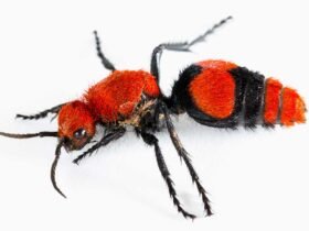 image of velvet ant