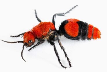 image of velvet ant