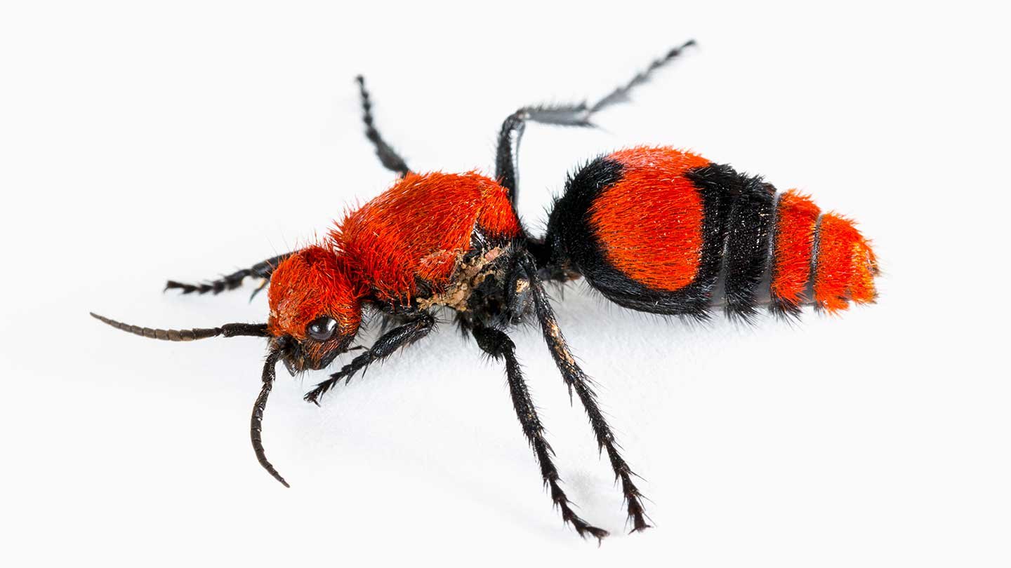 image of velvet ant