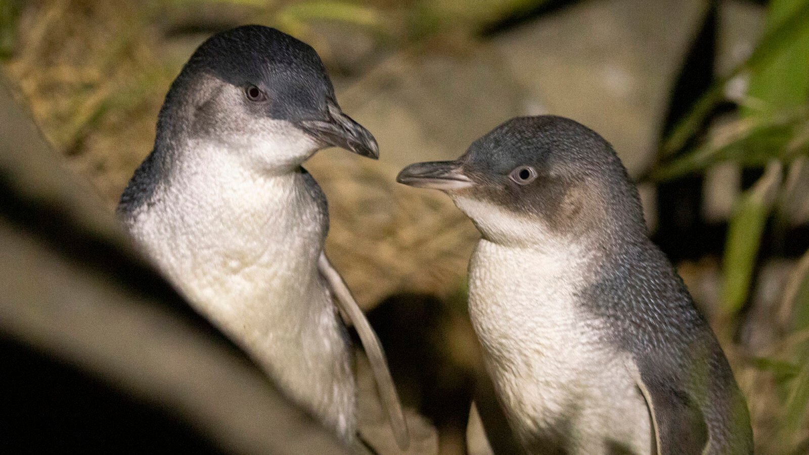 When penguins divorce, the entire colony is affected