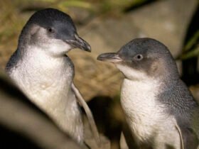 When penguins divorce, the entire colony is affected