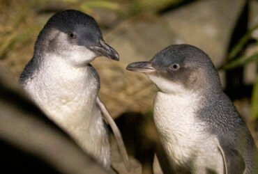 When penguins divorce, the entire colony is affected