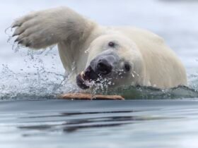 a polar bear swims towards the camera in icy waters