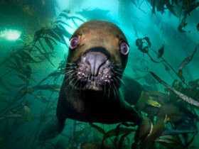 South American sea lion comes in for a boop in the Falklands