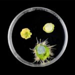 A petri dish on a black background holds three round plant clippings, two with little patches on them. The bottom one, treated with a new plant Band-Aid, is visibly sprouting roots while the other two (one untreated and one with a different kind of patch on it) don