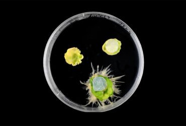 A petri dish on a black background holds three round plant clippings, two with little patches on them. The bottom one, treated with a new plant Band-Aid, is visibly sprouting roots while the other two (one untreated and one with a different kind of patch on it) don