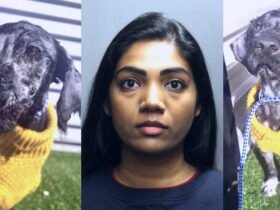 Arts kept the gravity of neglected dog in Krat at her house in Lakeview, say public prosecutors