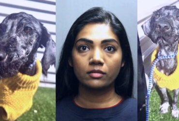 Arts kept the gravity of neglected dog in Krat at her house in Lakeview, say public prosecutors