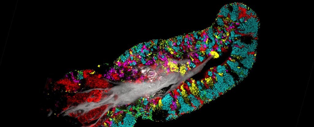 Bacteria Living Inside Your Mouth May Shape Your Dementia Risk : ScienceAlert