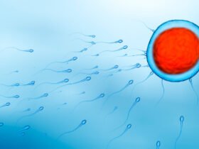 Small sperm swim from the lower left corner toward the upper right corner to converge on a large egg cell colored blue with a huge red nucleus. An executive order signed by President Donald Trump defines biological sex by the size of these reproductive cells.