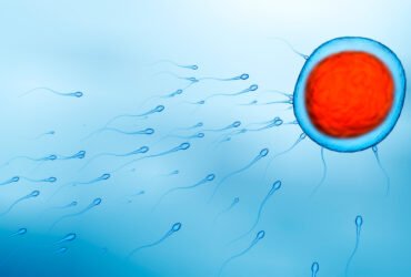 Small sperm swim from the lower left corner toward the upper right corner to converge on a large egg cell colored blue with a huge red nucleus. An executive order signed by President Donald Trump defines biological sex by the size of these reproductive cells.